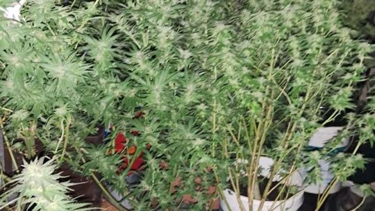 1,5 kg narkotyków na poddaszu