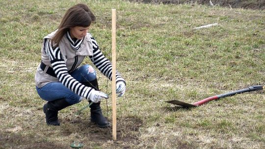 100 nowych drzew na Godowie