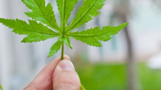 16- latek sprzedawał marihuanę przed szkołą