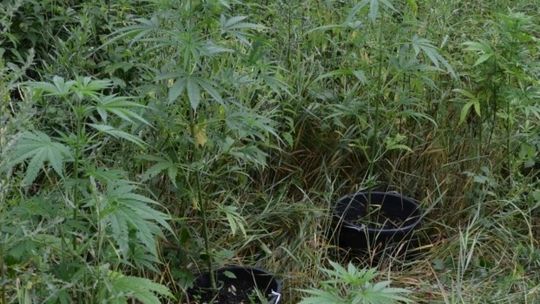 23-latek z Radomia handlował narkotykami