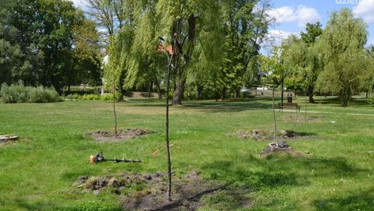 2300 nowych roślin wzdłuż radomskich ulic