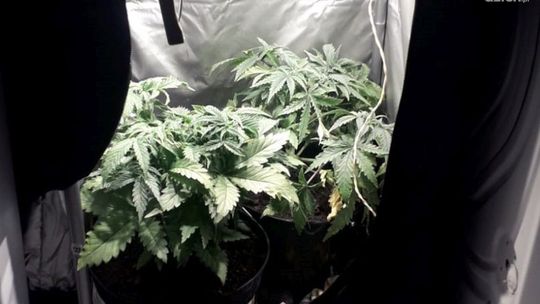 27-latek z Radomia zatrzymany za narkotyki