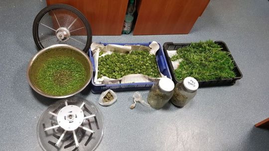 33-latek zatrzymany za posiadanie marihuany