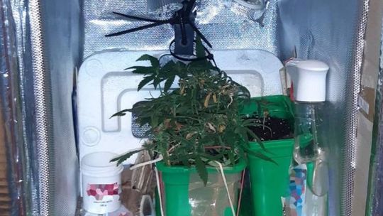 37-latek z Pionek zatrzymany za marihuanę