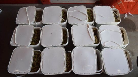 38 kg marihuany w wypożyczonym samochodzie 