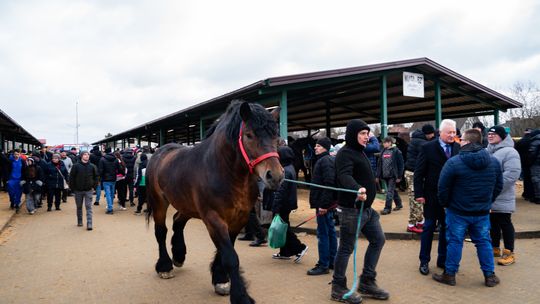 393. Skaryszewski Jarmark Koński "Wstępy”