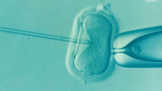 440 par będzie mogło skorzystać z programu in vitro