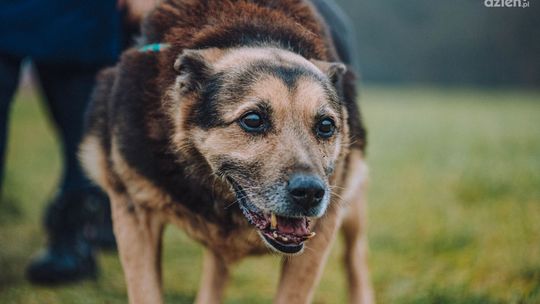 64-latek skatował psa. Usłyszał zarzuty 