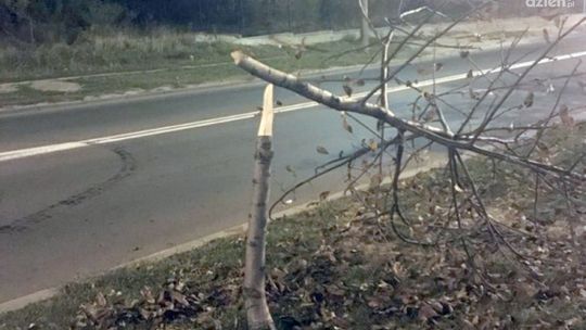 65-latek niszczył drzewa przy Wernera