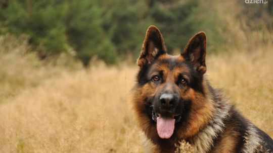 650 rasowych psów w Radomiu!