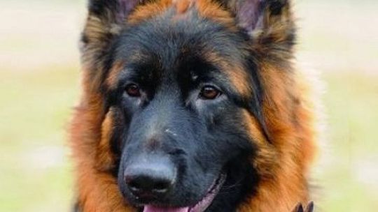 650 rasowych psów w Radomiu!