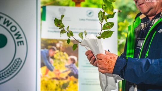 700 drzew posadzą w Radomiu