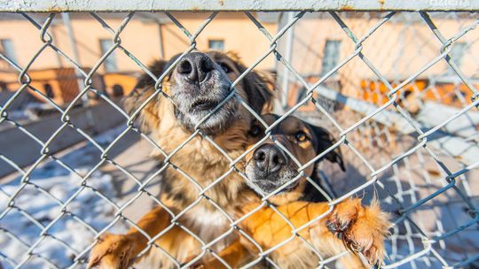 800 kg karmy dla radomskiego schroniska