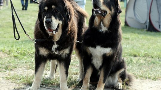 800 psich piękności w Radomiu!