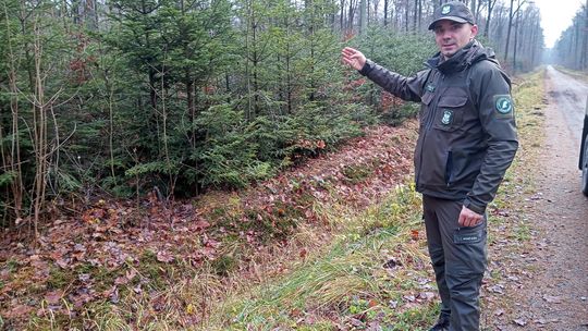 Akcja "Choinka" w Nadleśnictwie Radom. Nie wycinaj, nie kradnij, kup z legalnego źródła! Nadleśnictwo Radom