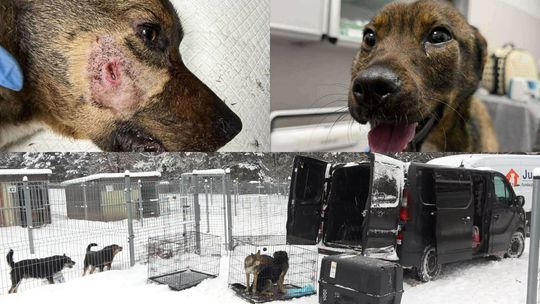 Akcja, która poruszyła całą Polskę. Co dzieje się w schronisku "Kocham Psisko"?