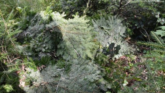 Akcja „Stroisz”. Wiązanki na grób kupujmy świadomie