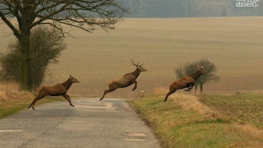 Akcja „Wieniec”. Przeciwko nieetycznym zbieraczom poroża