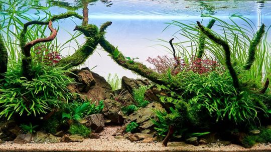 Akwarystyka naturalna - akwarium w stylu mizube
