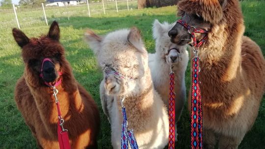 Alpaki na ulicach miasta