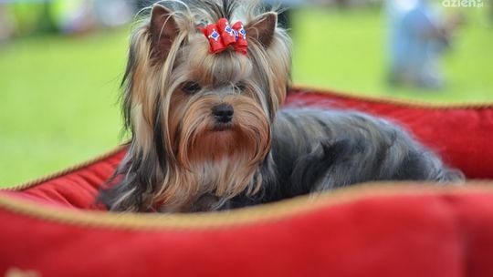 Beagle, yorki, mastify, czyli 140 ras na wystawie psów