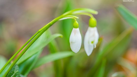 Będą kolejne łąki kwietne