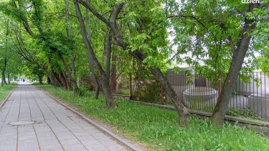 Będzie wycinka drzew przy ul. Narutowicza 