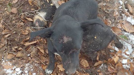 Bestialski atak na psy. Sprawca zatrzymany