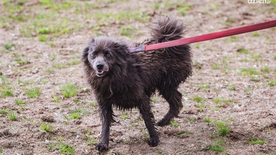 Bezdomne psiaki na Rynku. Przyjdź na piknik charytatywny