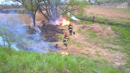 Bezmyślni obudzili się z zimowego snu - wypalają trawy!