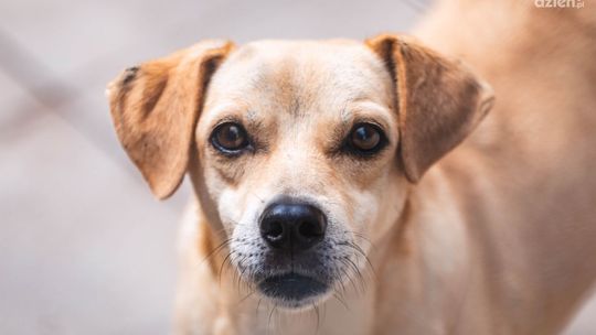 Bezpłatna sterylizacja psów i kotów