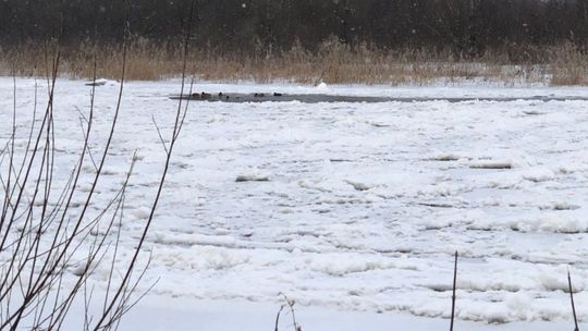 Białobrzegi. Rzeka miejscami wystąpiła z brzegów.
