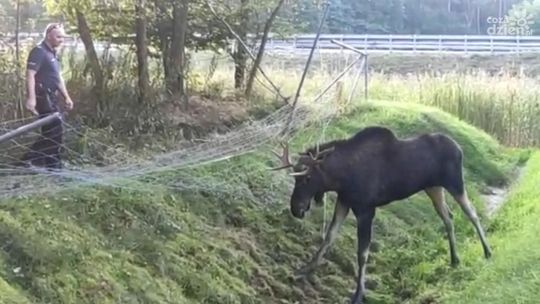 Białobrzescy policjanci uratowali... łosia 