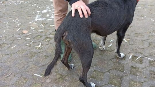 Bił i głodził psa