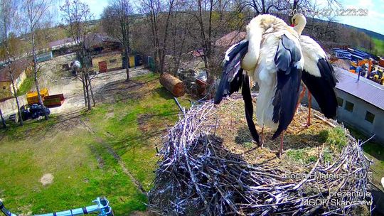 Bocian Mateusz ze Skaryszewa gwiazdą internetu
