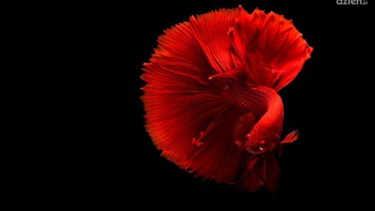 Bojownik w domowym akwarium – co musisz wiedzieć?