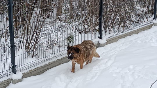 Brok ze stacji trafił do azylu