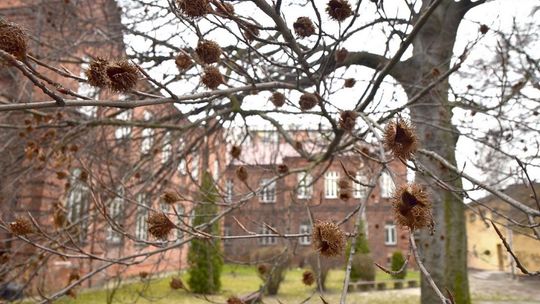 Buki zostały pomnikami