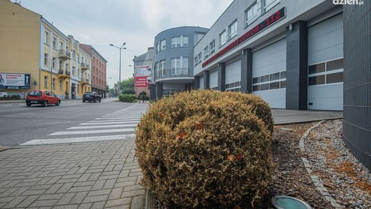 Bukszpany niszczone przez ćmę