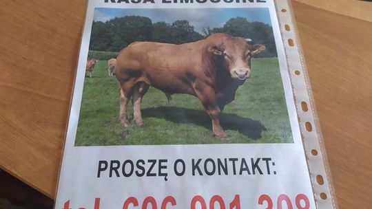 Byk na gigancie. Szukają rudego buhaja