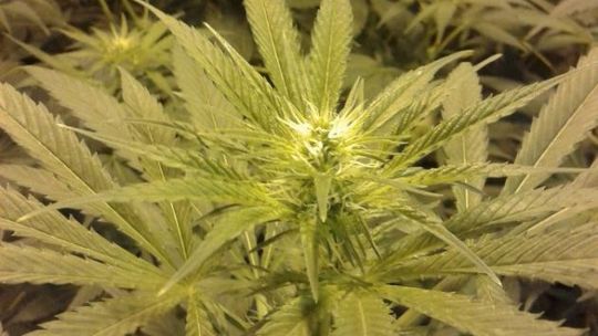 CBŚP zlikwidowało na Mazowszu nielegalne plantacje konopi