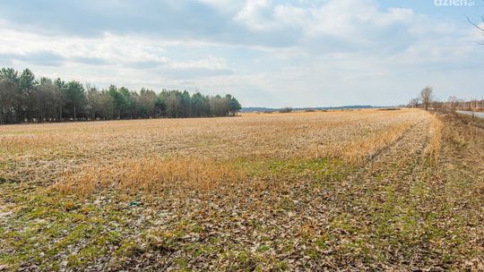Centrum Rzeźby Polskiej przeciwko budowie biogazowni