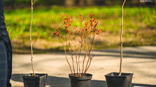Chcą posadzić tysiąc drzew