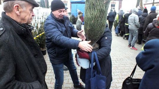 Choinka za makulaturę? Dlaczego nie?