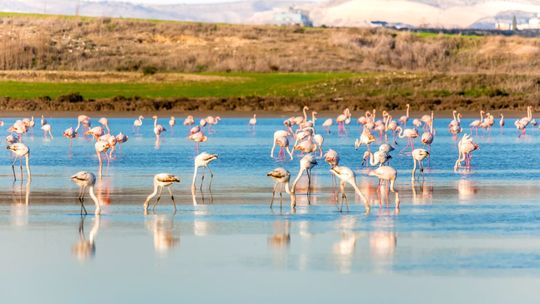 Choinki pod palmami czyli o świętach na Cyprze