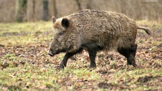 Choroba dotarła na teren byłego województwa radomskiego
