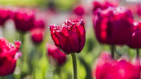 Chrzciny Magicznych Ogrodów 