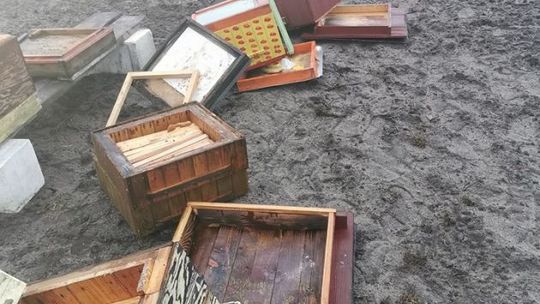 Chuligan doszczętnie zniszczył pasiekę. Mogło zginąć pół miliona pszczół