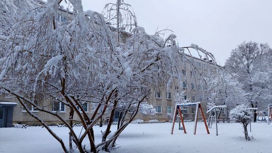 Ciężki śnieg łamie drzewa Ciężki śnieg łamie drzewa