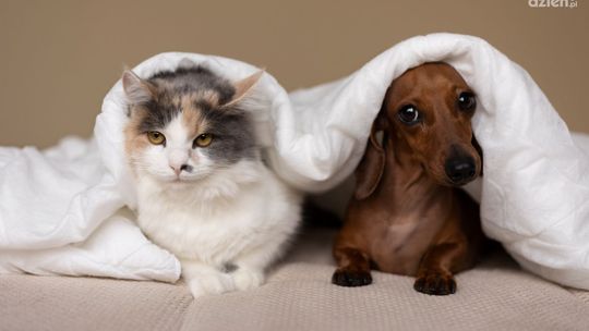 Co powinna mieć dobra karma dla kota i psa? 